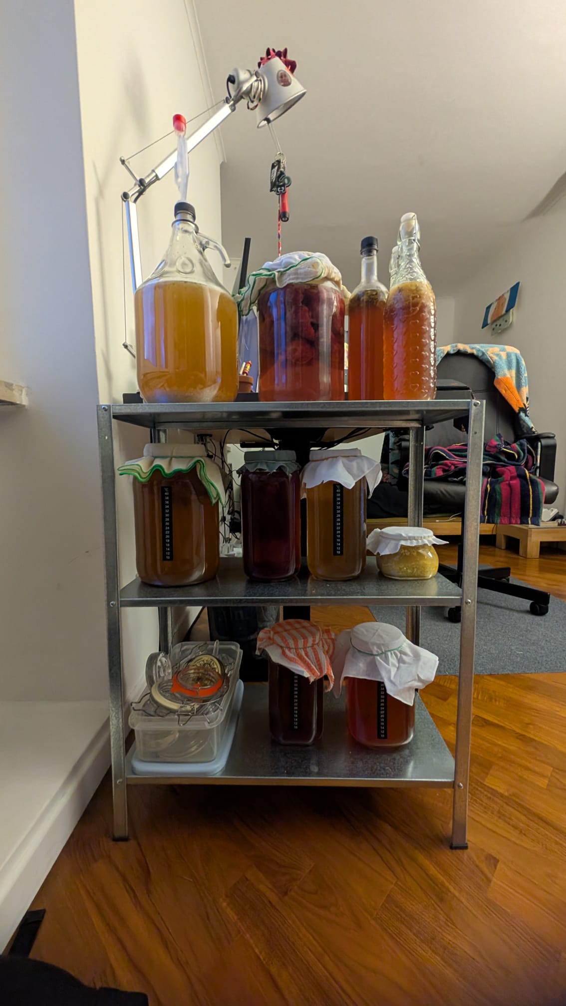 A shelving unit crowded with jars of fermenting kombucha, mead, ginger bug, and tepache