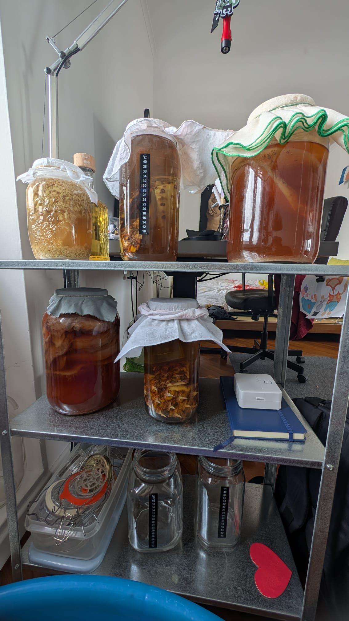 A closer view of fermentation jars covered with cloth, on a metal shelving unit